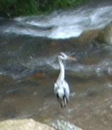 さぎ