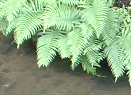 シダ